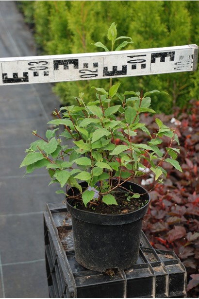 Жасмин садовый Бель Этуаль - 3л/30-40см/20-30см